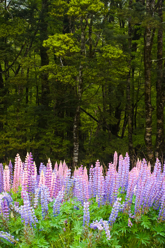 Lupines At Forest Edge